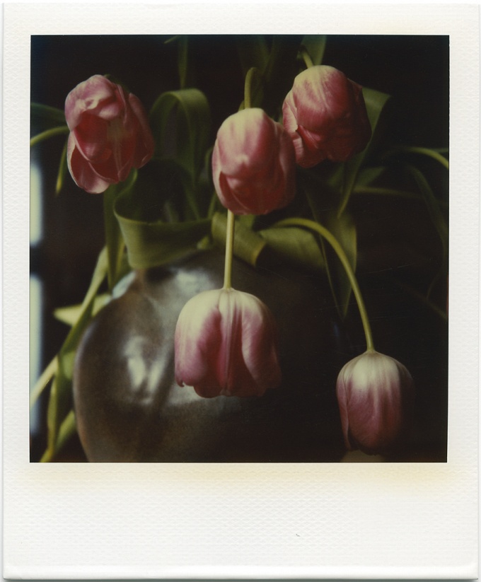 sans titre (tulips)